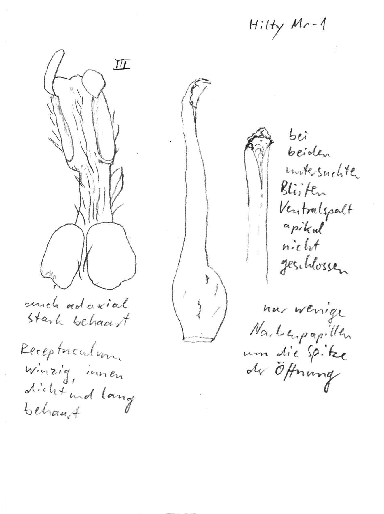 Vorschaubild Persea aff. cuneata Meisn.